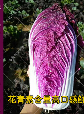 特色紫色大白菜种子 春季秋季播蔬菜籽 阳台盆栽大田易种好吃种孑