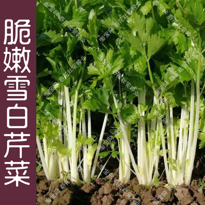 脆嫩雪白芹菜种子春夏易种口感好
