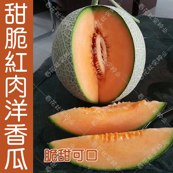红肉网纹甜瓜洋香瓜种子 超甜脆爽多汁水果种子 高产抗病春季秋季