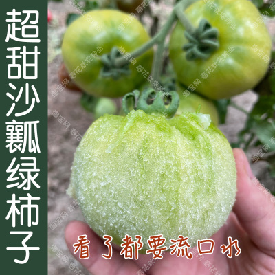 蔬菜超甜沙瓤春秋水果籽番茄种子