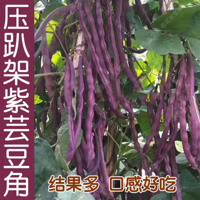 压趴架紫芸豆种子豆角豇豆高产