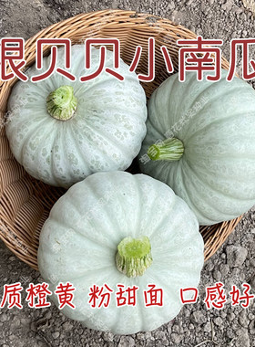 银贝贝特色粉甜小南瓜种子蔬菜籽