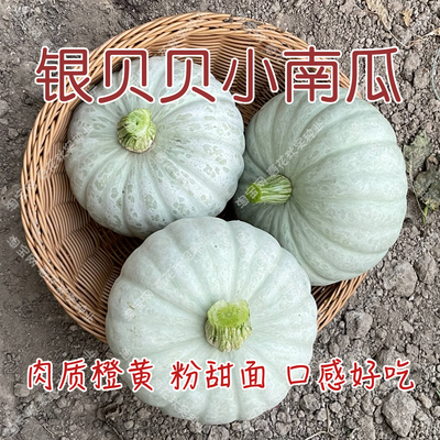 银贝贝特色粉甜小南瓜种子蔬菜籽