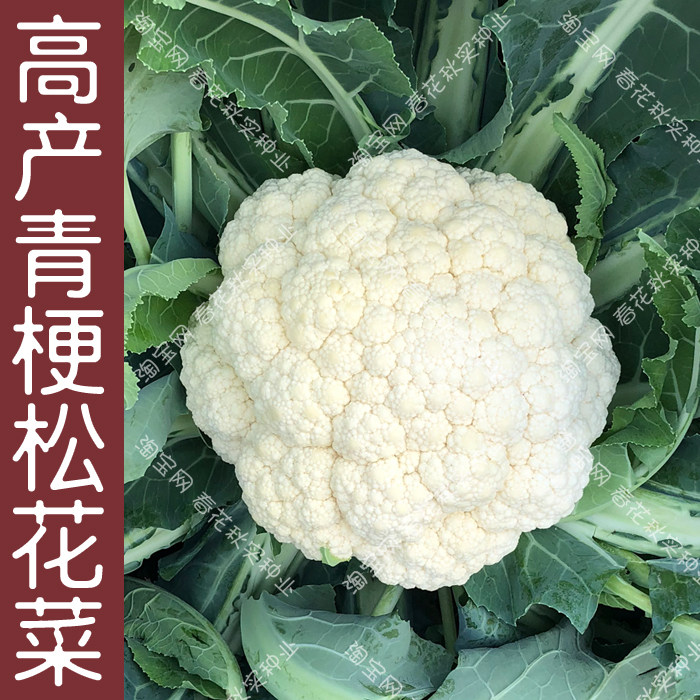 青梗松花菜花椰菜种子 春秋季播蔬菜籽 阳台盆栽菜园大田高产孑,鲜花速递/花卉仿真/绿植园艺,家庭园艺种子,淘宝优惠券,粉丝福利购,淘宝优惠卷