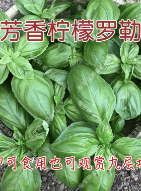 芳香柠檬罗勒种子春夏秋四季播