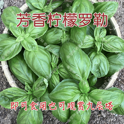 芳香柠檬罗勒种子春夏秋四季播