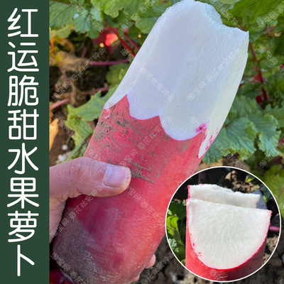 红运脆甜水果萝卜种子