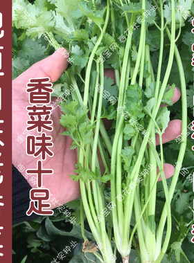 农家山东老春夏阳台盆栽香菜
