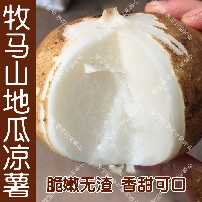 早熟牧马山地瓜种子 沙葛凉茹凉薯蔬菜籽 高产生食无渣脆甜多汁孑