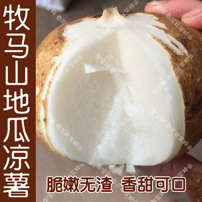 牧马山地瓜种子无渣脆甜多汁沙葛