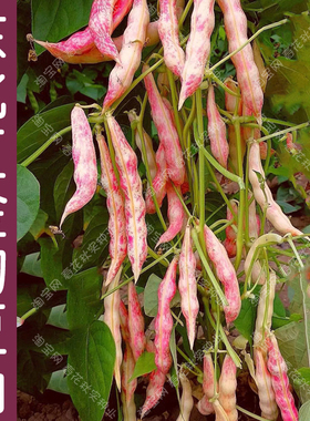 早熟东北红金钩豆角种子 春秋季播豇豆蔬菜籽 无筋好吃高产易种孑