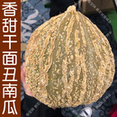 花叶茎均可食用 播蔬菜籽 春夏秋四季 香甜甘面抚顺棱纹丑南瓜种子