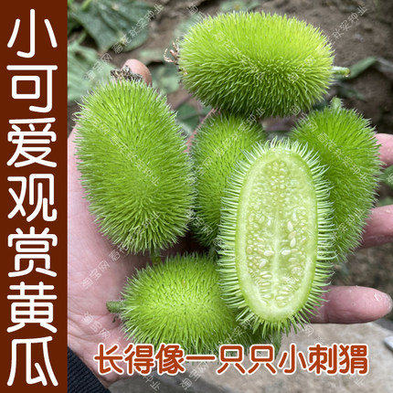 小可爱观赏小刺猬黄瓜种子 春夏秋四季播爬藤籽 阳台盆栽庭院易种