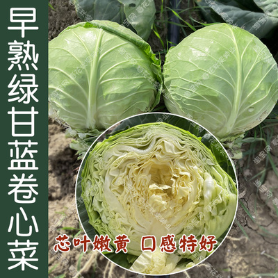 早熟绿甘蓝种子好吃易种蔬菜籽