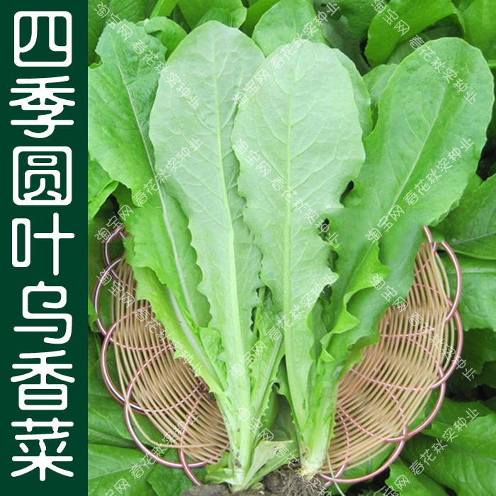 香浓圆叶乌香菜种子 春夏秋四季播蔬菜籽 叶软油绿易种植小青菜孑