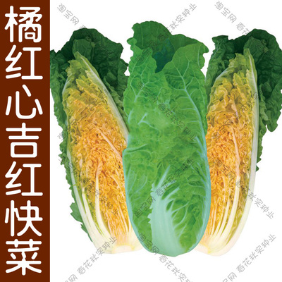 蔬菜种子秋季口感好快菜