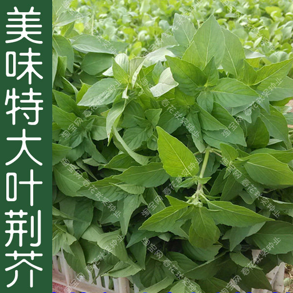 美味特大叶荆芥种子 春夏秋四季播蔬菜籽 阳台盆栽菜园种植简单孑