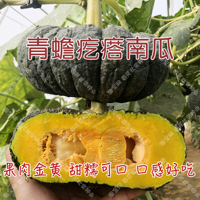 疙瘩食用阳台盆栽爬藤南瓜种子