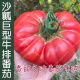 酸甜好吃易种孑 播蔬菜籽水果沙瓤 特大巨型牛排番茄种子 春秋四季