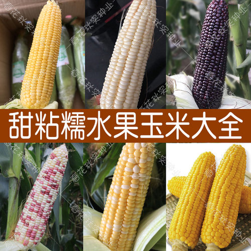 甜粘糯超甜水果玉米种子四季高产