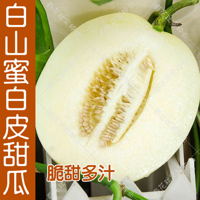 夏季超甜高糖阳台盆栽水果种子
