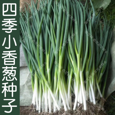 四季小香葱蔬菜种子易种植口感好