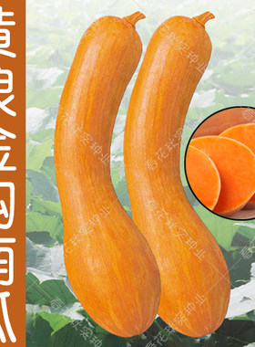 金钩南瓜种子夏季甜面可口黄皮