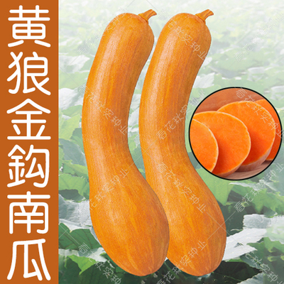 金钩南瓜种子夏季甜面可口黄皮