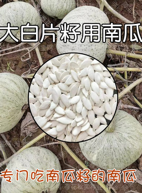 吃籽的南瓜种子营养丰富高产