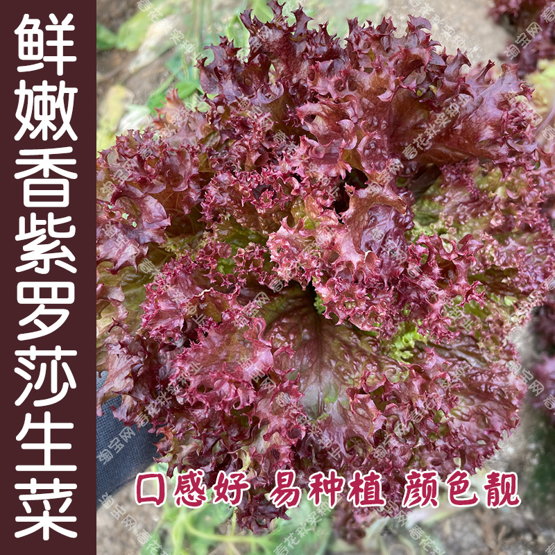 紫罗莎生菜种子 春秋四季播蔬菜籽 特红皱曲色泽美观盆栽口感好孑