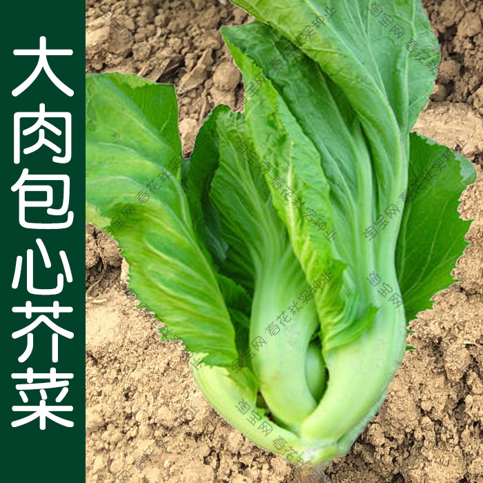 大坪埔包心芥菜种子青菜