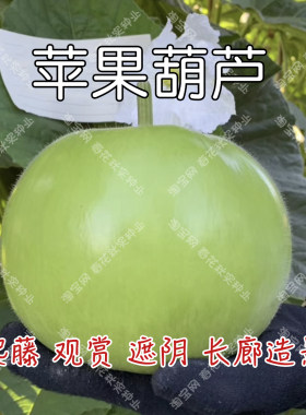 观赏苹果葫芦爬藤文玩种子