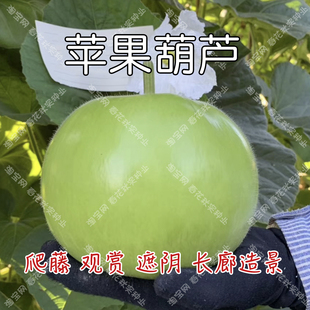 观赏苹果葫芦种子 文玩把玩种籽 春夏四季 爬藤遮阴观光园长廊观赏