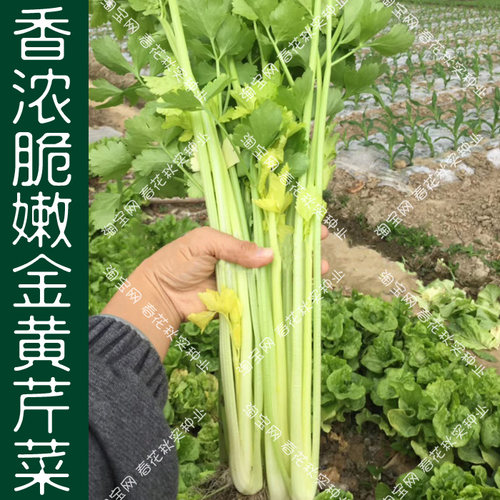 香浓金黄纤维口感四季芹菜种子