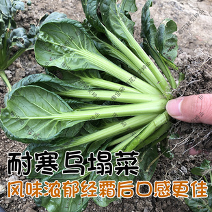 耐寒乌塌菜种子 鲜嫩黄心菜秋季播蔬菜籽 盆栽阳台大田菜园易种孑
