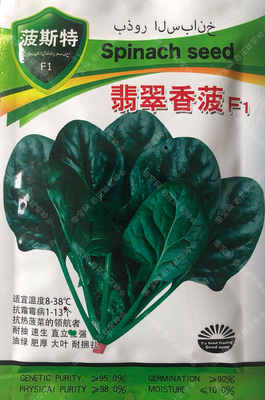 耐寒耐热肉厚黑绿盆栽孑菠菜种子