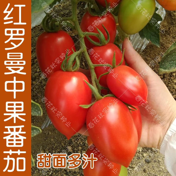 罗曼甜面浓郁口感春季番茄种子