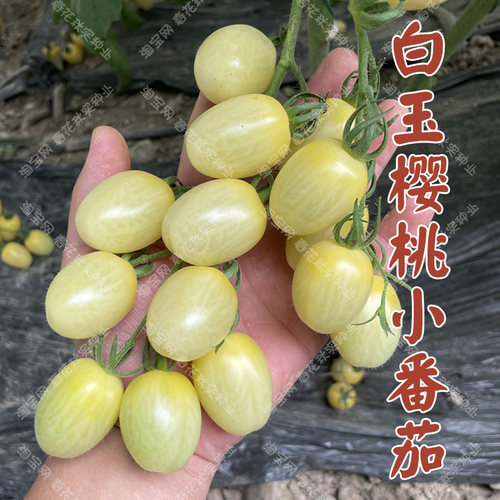 白玉樱桃小番茄种子口感好易种植