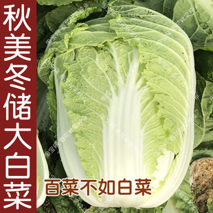 秋美冬储黄芯大白菜种子 秋季播蔬菜籽 阳台盆栽大田美味耐储运孑