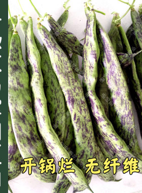 大马掌油豆角种子春秋季播