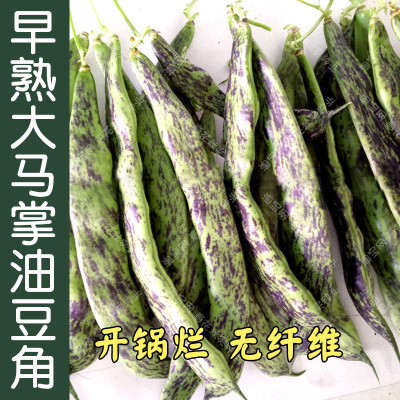 马掌油豆角开锅烂纤维肉厚种子