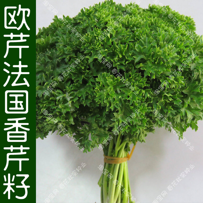 欧芹法国香芹种子 春季秋季蔬菜籽 阳台盆栽菜园庭院易种香味浓郁,鲜花速递/花卉仿真/绿植园艺,家庭园艺种子,淘宝优惠券,粉丝福利购,淘宝优惠卷