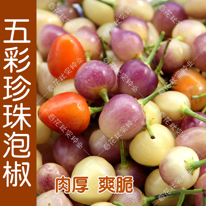 五彩泡椒种子高产超辣辣椒种子 阳台盆栽大田朝天椒蔬菜种子四季