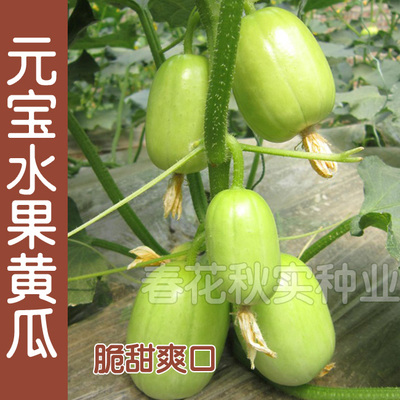 春季高产水果黄瓜蔬菜种子