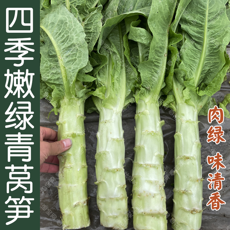 青莴笋红莴笋种子 春秋季播蔬菜孑 盆栽阳台口感好莴苣秋冬高产籽