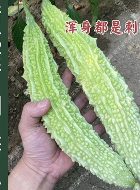 早熟脆爽刺皇苦瓜种子口感好易种