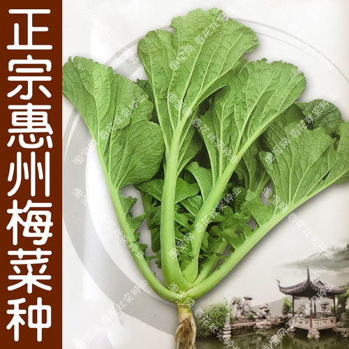 正宗惠州梅菜种子春秋芥菜青菜孑