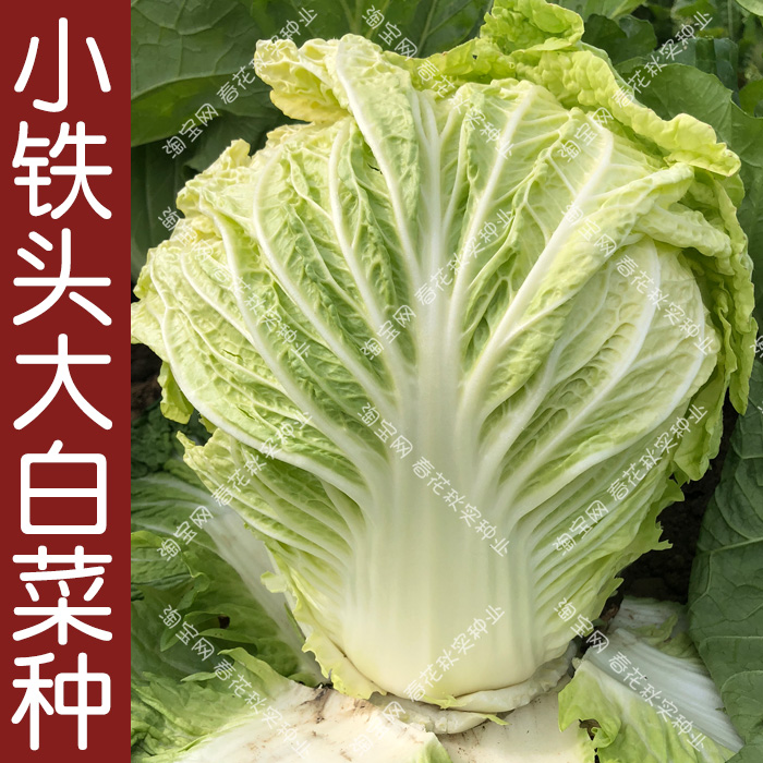 铁头秋季味甜好吃易熟蔬菜种子