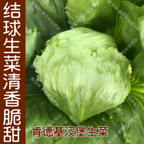 脆甜结球生菜种子肯德基生菜