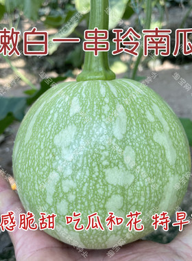 蔬菜一串春季嫩南瓜和花好吃种子